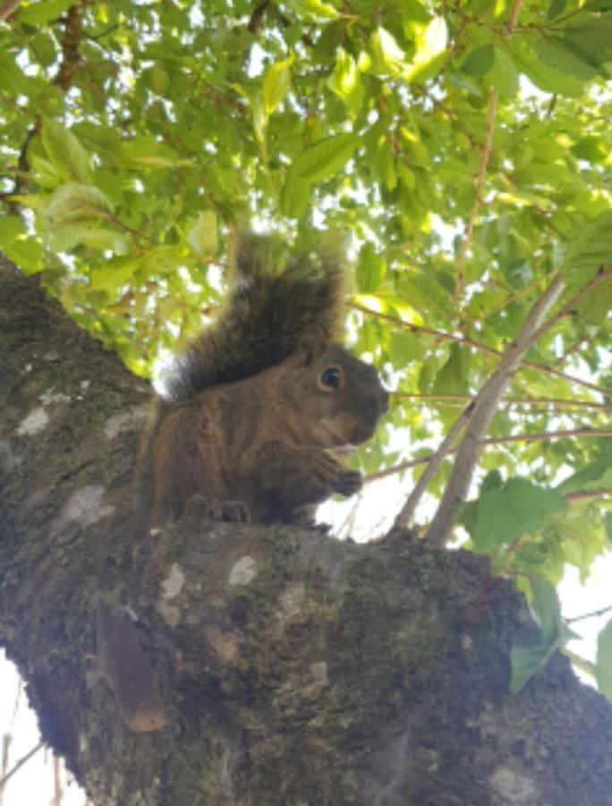 Pousada Canto Do Sabia Otel Monte Verde  Dış mekan fotoğraf