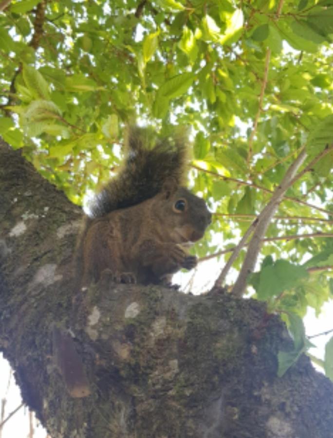 Pousada Canto Do Sabia Monte Verde  Dış mekan fotoğraf